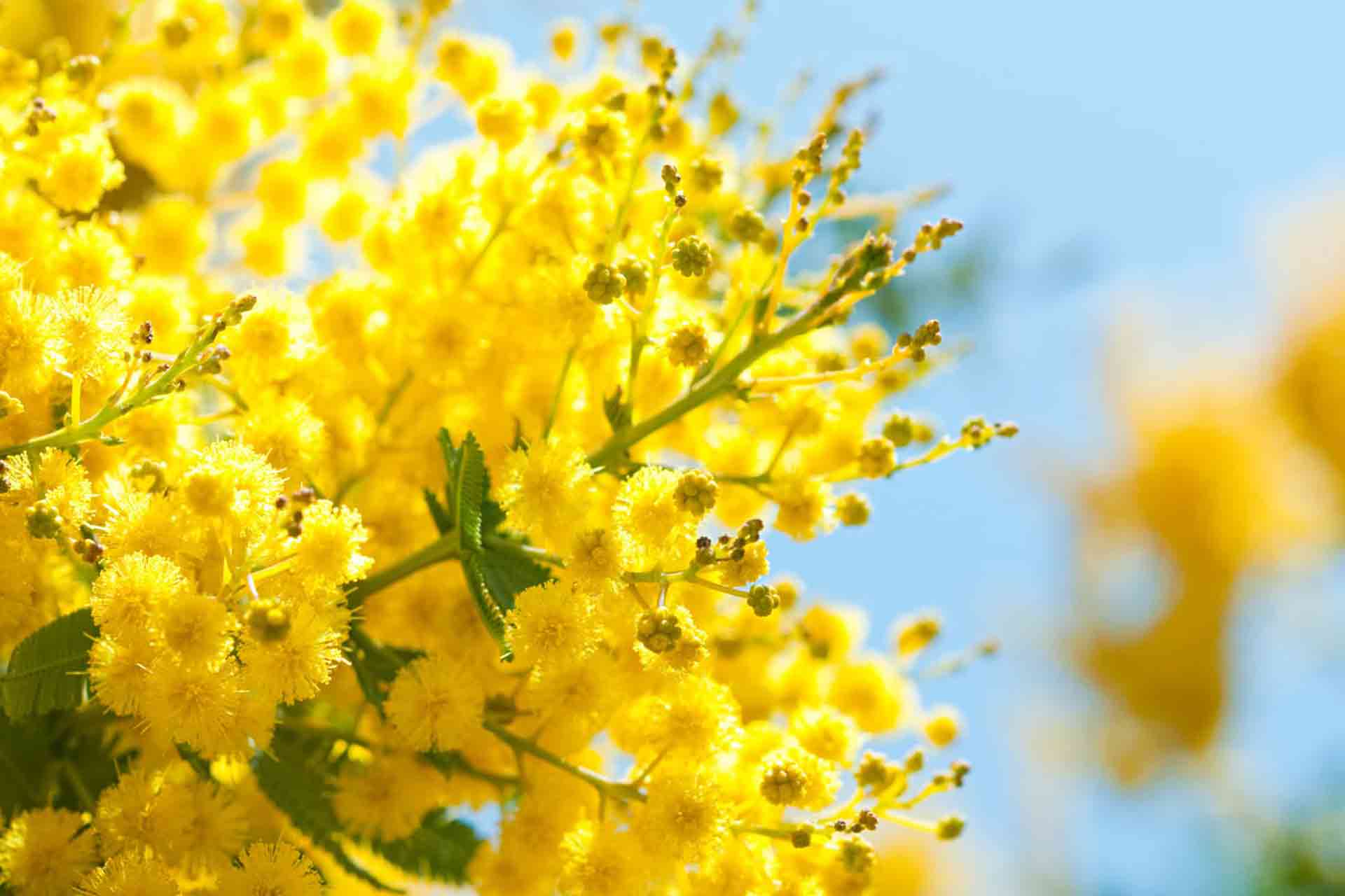 Visiter la route du mimosas